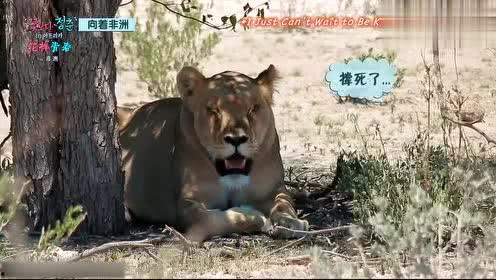 娱乐吃瓜君迅猛龙唱歌,迅猛龙跨界唱歌，音乐界新势力崛起