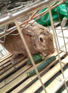 娱乐吃瓜小兔子