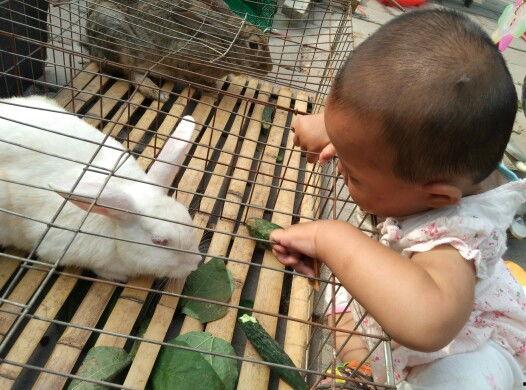 娱乐吃瓜小兔子