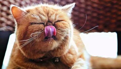 娱乐吃瓜猫咪视频大全最新,最新猫咪吃瓜视频大盘点